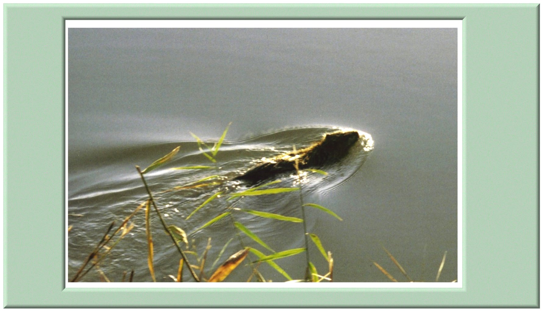 Nutria, viva questa volta